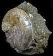 Beautiful, Polished Ammonite Fossil - Madagascar #59721-2